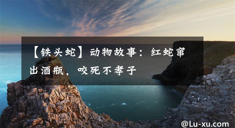 【铁头蛇】动物故事：红蛇窜出酒瓶，咬死不孝子