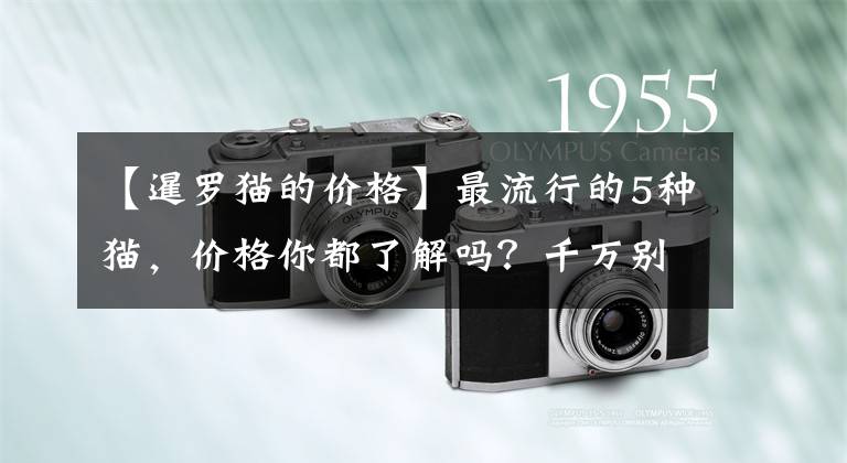 【暹罗猫的价格】最流行的5种猫，价格你都了解吗？千万别买贵了