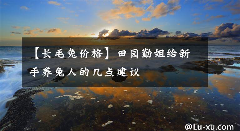 【长毛兔价格】田园勤姐给新手养兔人的几点建议