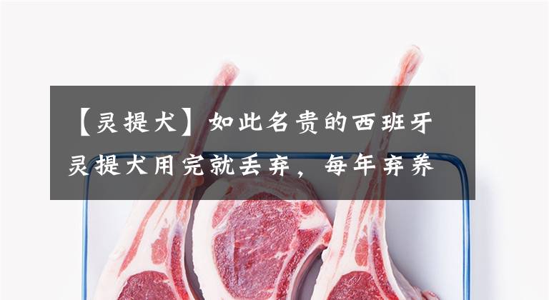 【灵提犬】如此名贵的西班牙灵提犬用完就丢弃，每年弃养、杀死50000只