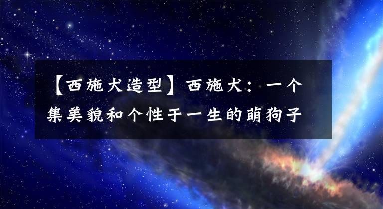 【西施犬造型】西施犬：一个集美貌和个性于一生的萌狗子
