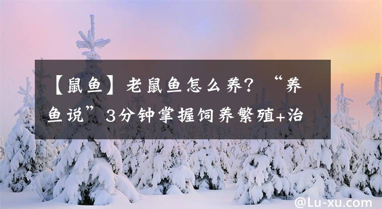 【鼠鱼】老鼠鱼怎么养？“养鱼说”3分钟掌握饲养繁殖+治病技巧