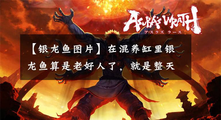 【银龙鱼图片】在混养缸里银龙鱼算是老好人了，就是整天受欺负！