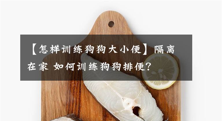 【怎样训练狗狗大小便】隔离在家 如何训练狗狗排便？