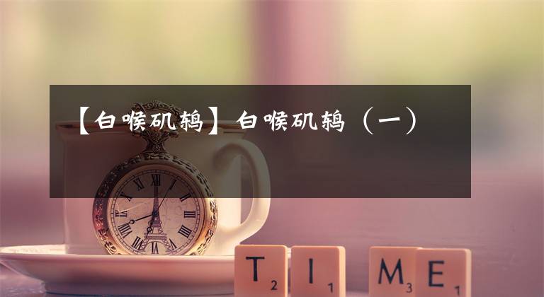 【白喉矶鸫】白喉矶鸫（一）