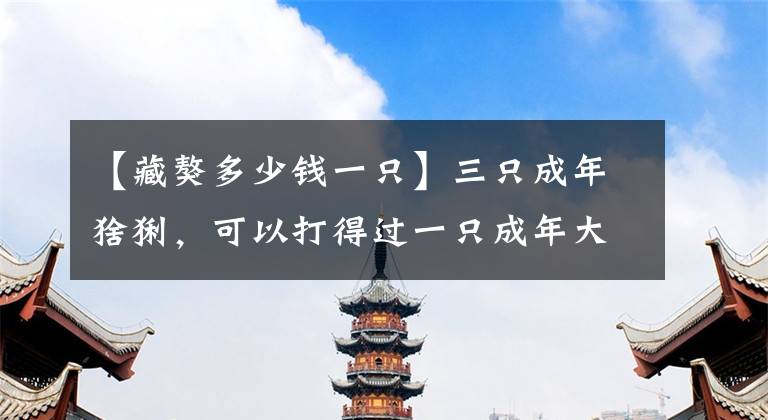 【藏獒多少钱一只】三只成年猞猁，可以打得过一只成年大藏獒吗？为什么？