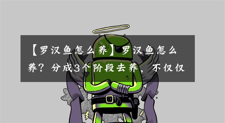 【罗汉鱼怎么养】罗汉鱼怎么养？分成3个阶段去养，不仅仅是好看，还好玩