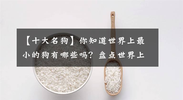 【十大名狗】你知道世界上最小的狗有哪些吗？盘点世界上最小的10大犬种