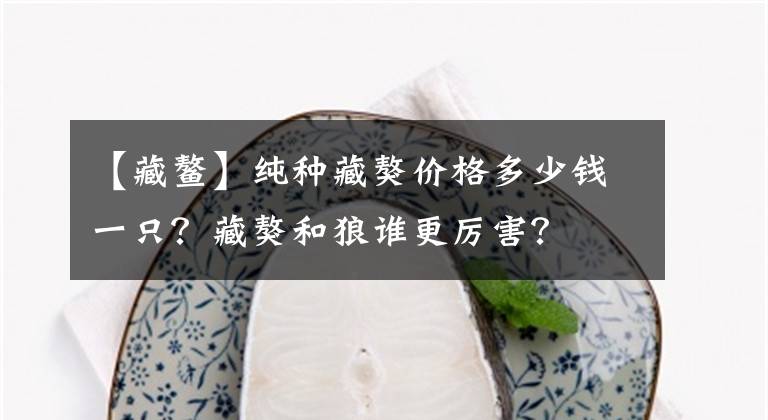 【藏鳌】纯种藏獒价格多少钱一只？藏獒和狼谁更厉害？