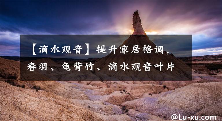【滴水观音】提升家居格调，春羽、龟背竹、滴水观音叶片有特色，值得拥有