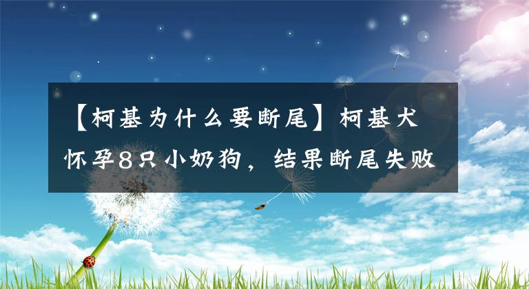 【柯基为什么要断尾】柯基犬怀孕8只小奶狗，结果断尾失败，网友：隔着屏幕都觉得疼