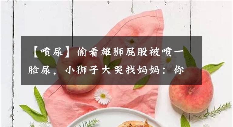 【喷尿】偷看雄狮屁股被喷一脸尿，小狮子大哭找妈妈：你老公真不要脸