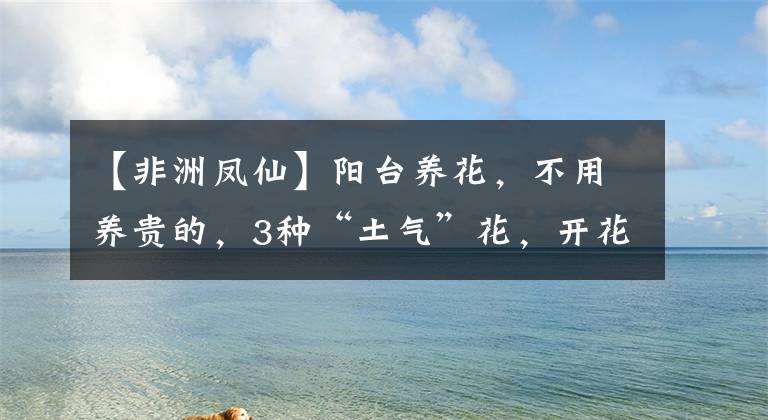 【非洲凤仙】阳台养花，不用养贵的，3种“土气”花，开花“高贵”又热闹