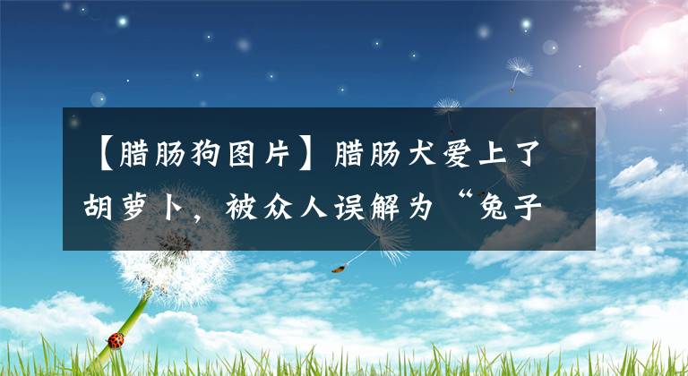 【腊肠狗图片】腊肠犬爱上了胡萝卜，被众人误解为“兔子狗”，还成了宣传大使