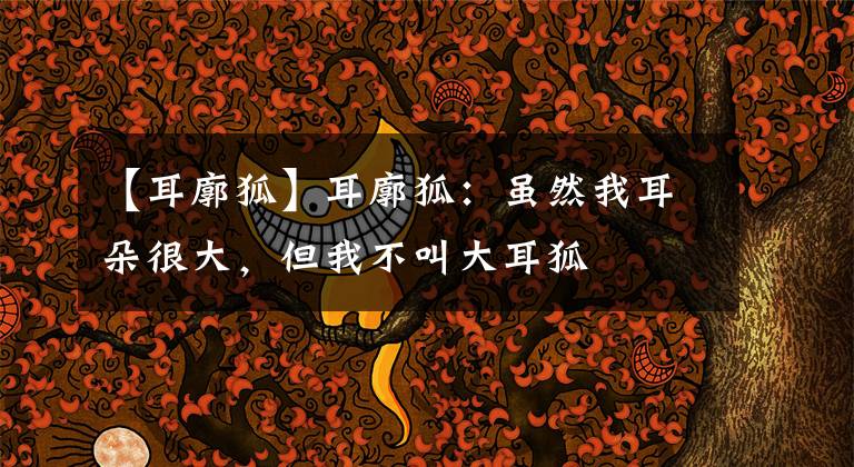 【耳廓狐】耳廓狐：虽然我耳朵很大，但我不叫大耳狐