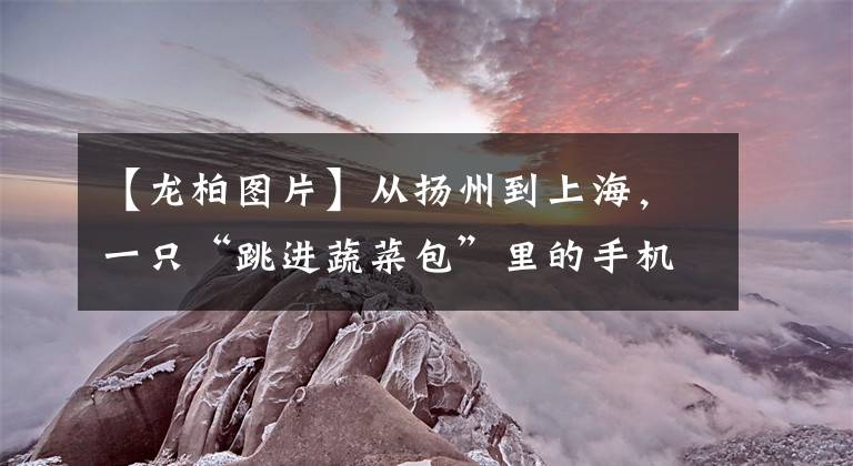 【龙柏图片】从扬州到上海，一只“跳进蔬菜包”里的手机，怎样找到回家的路