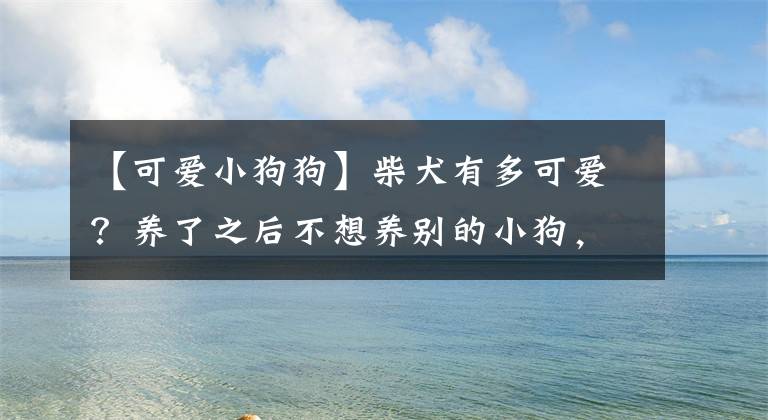 【可爱小狗狗】柴犬有多可爱？养了之后不想养别的小狗，你有兴趣喂养吗？