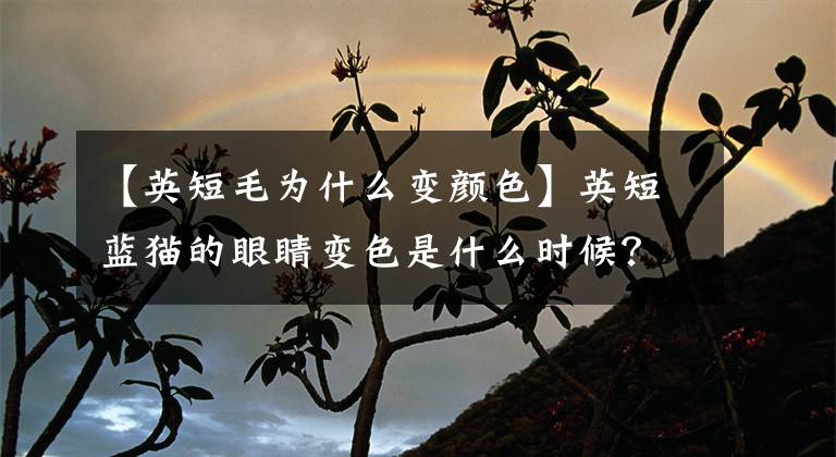 【英短毛为什么变颜色】英短蓝猫的眼睛变色是什么时候？