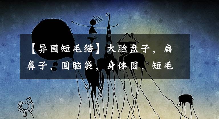 【异国短毛猫】大脸盘子，扁鼻子，圆脑袋，身体圆，短毛版的波斯猫—异国短毛猫