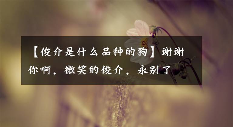 【俊介是什么品种的狗】谢谢你啊，微笑的俊介，永别了