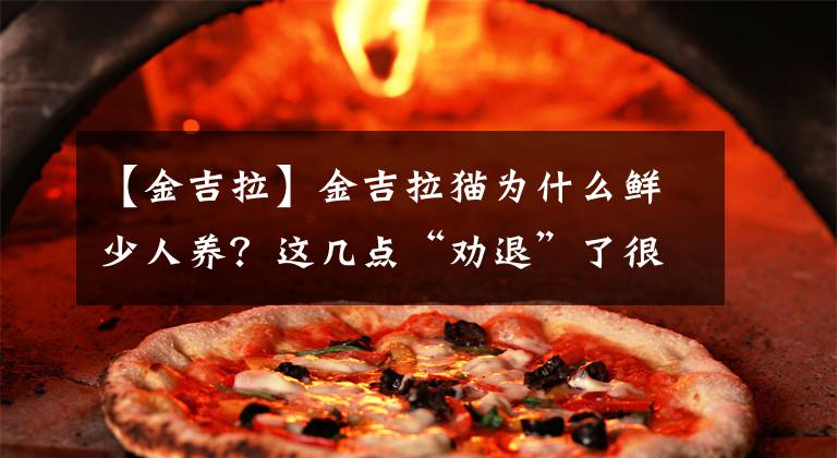 【金吉拉】金吉拉猫为什么鲜少人养？这几点“劝退”了很多人