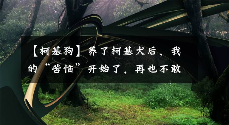 【柯基狗】养了柯基犬后，我的“苦恼”开始了，再也不敢养了