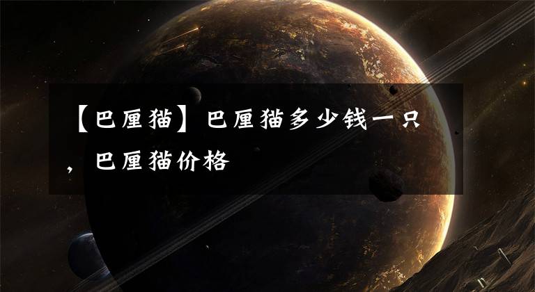【巴厘猫】巴厘猫多少钱一只，巴厘猫价格