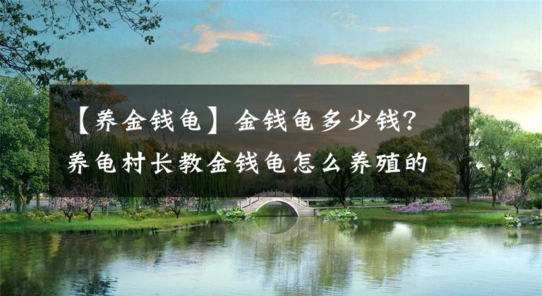 【养金钱龟】金钱龟多少钱？养龟村长教金钱龟怎么养殖的