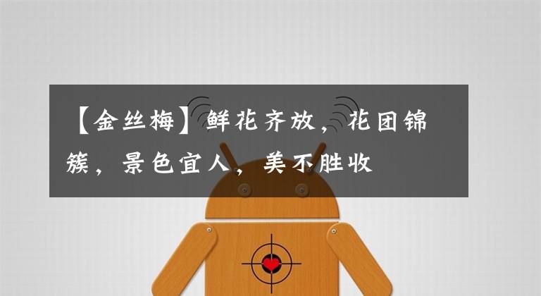 【金丝梅】鲜花齐放，花团锦簇，景色宜人，美不胜收