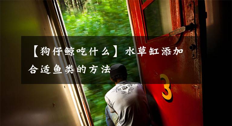 【狗仔鲸吃什么】水草缸添加合适鱼类的方法