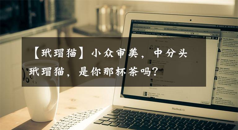 【玳瑁猫】小众审美，中分头玳瑁猫，是你那杯茶吗？