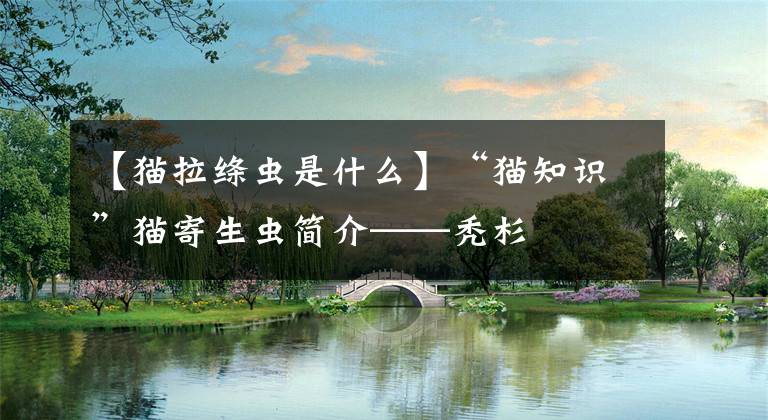 【猫拉绦虫是什么】“猫知识”猫寄生虫简介——秃杉