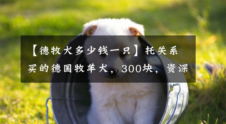 【德牧犬多少钱一只】托关系买的德国牧羊犬，300块，资深犬友看看怎么样