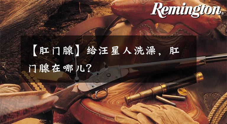 【肛门腺】给汪星人洗澡，肛门腺在哪儿？