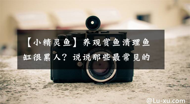 【小精灵鱼】养观赏鱼清理鱼缸很累人？说说那些最常见的几种工具鱼