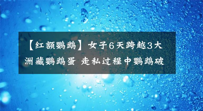 【红额鹦鹉】女子6天跨越3大洲藏鹦鹉蛋 走私过程中鹦鹉破壳而出