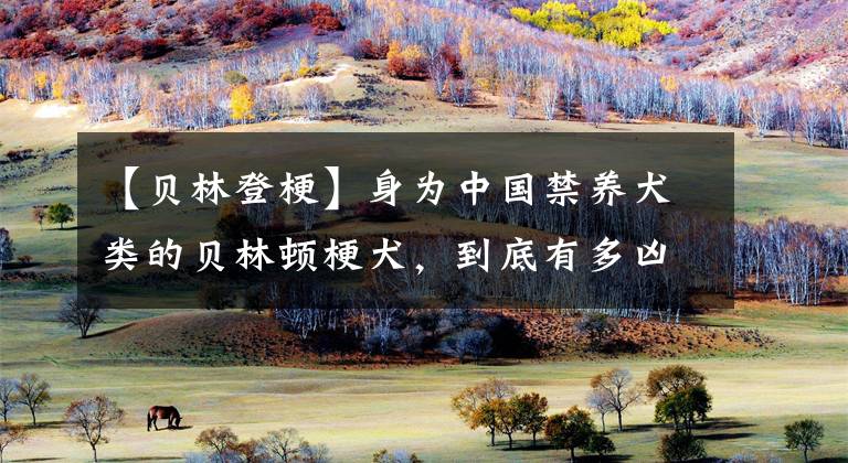 【贝林登梗】身为中国禁养犬类的贝林顿梗犬，到底有多凶猛