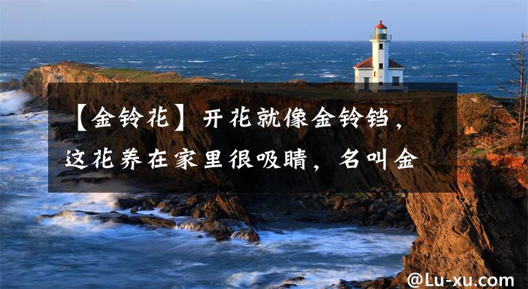 【金铃花】开花就像金铃铛，这花养在家里很吸睛，名叫金铃花少见却好养
