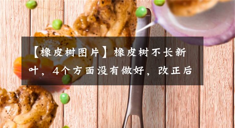 【橡皮树图片】橡皮树不长新叶，4个方面没有做好，改正后长得枝叶繁茂