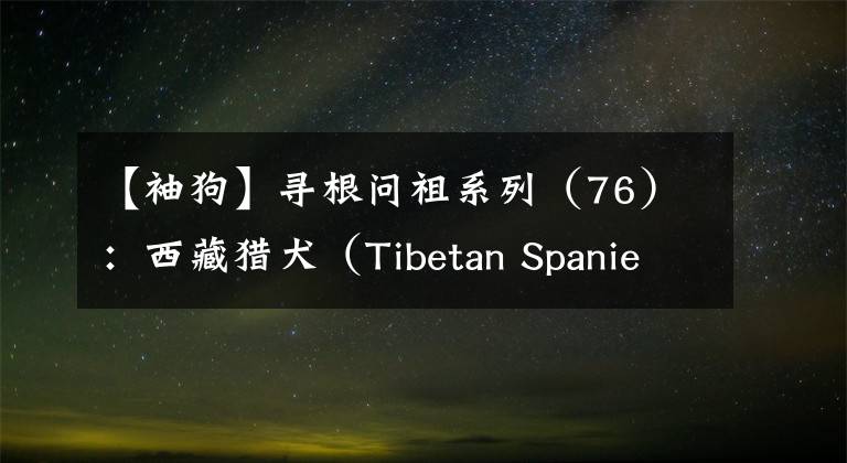 【袖狗】寻根问祖系列（76）：西藏猎犬（Tibetan Spaniel）
