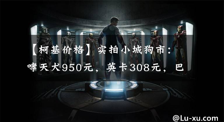【柯基价格】实拍小城狗市：哮天犬950元，英卡308元，巴哥犬的价格想不到