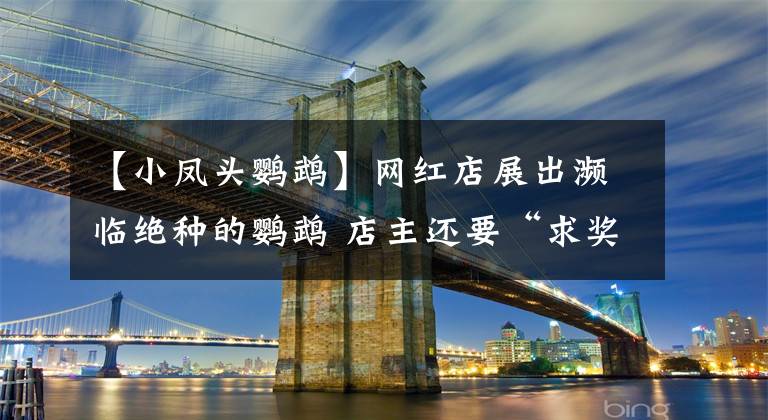 【小凤头鹦鹉】网红店展出濒临绝种的鹦鹉 店主还要“求奖励”?