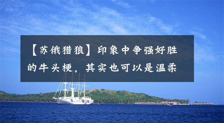 【苏俄猎狼】印象中争强好胜的牛头梗，其实也可以是温柔好脾气的卖萌高手