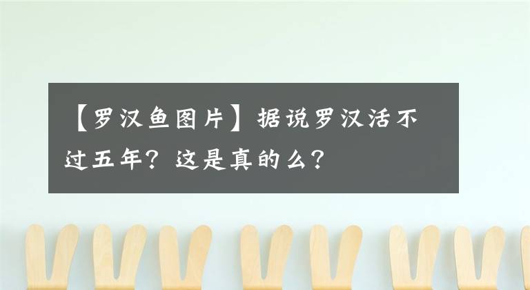 【罗汉鱼图片】据说罗汉活不过五年？这是真的么？