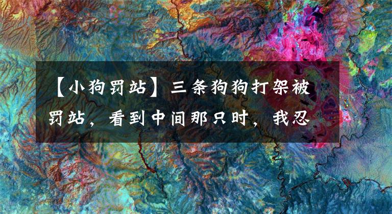 【小狗罚站】三条狗狗打架被罚站，看到中间那只时，我忍不住笑了出来！