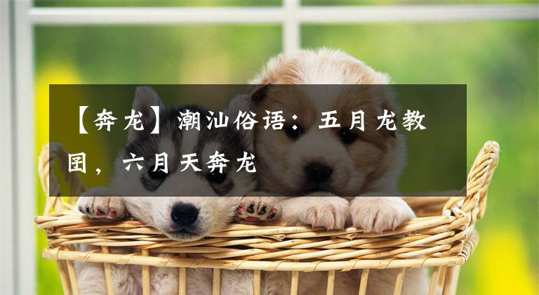 【奔龙】潮汕俗语：五月龙教囝，六月天奔龙