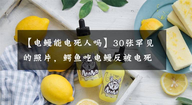 【电鳗能电死人吗】30张罕见的照片，鳄鱼吃电鳗反被电死，全身抽搐根本张不开嘴