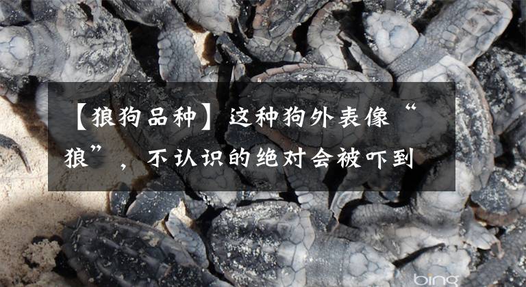 【狼狗品种】这种狗外表像“狼”，不认识的绝对会被吓到，真的有野狼的基因