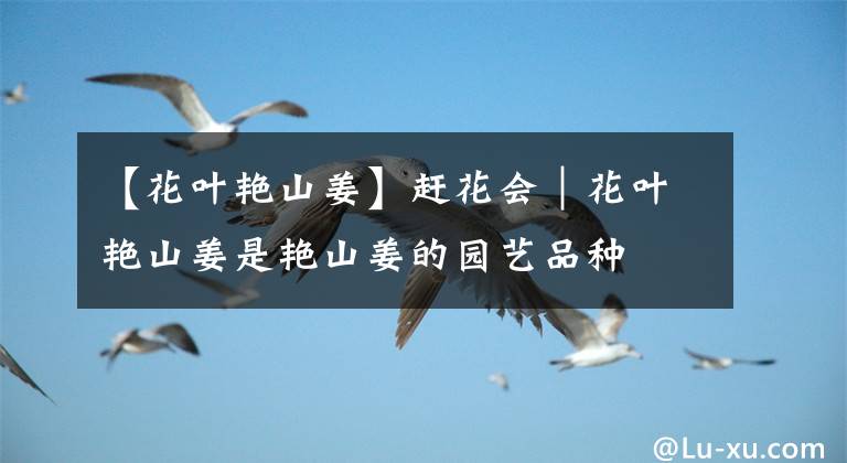 【花叶艳山姜】赶花会｜花叶艳山姜是艳山姜的园艺品种
