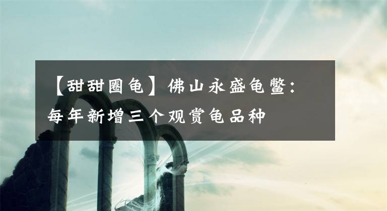 【甜甜圈龟】佛山永盛龟鳖：每年新增三个观赏龟品种